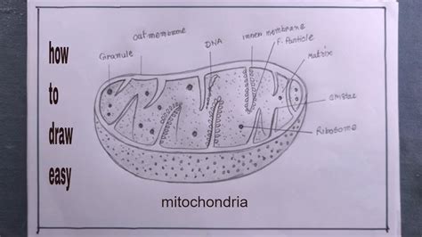 Draw A Well Labelled Diagram Of Mitochondria | Porn Sex Picture