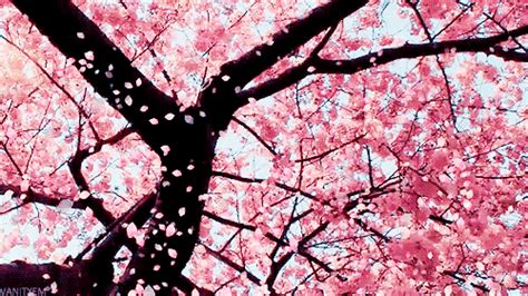 cherry blossoms cherry blossom gif | WiffleGif
