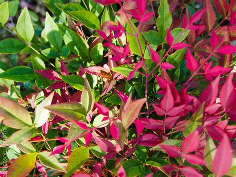 Nandina domestica 'Seika' OBESSION HEAVENLY BAMBOO evergreen shrub Sun to shade 10 year size: 3 ...