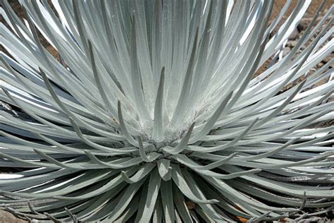 Silversword Plant Stock Photos, Pictures & Royalty-Free Images - iStock