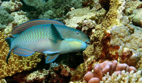 When reefs decline, parrotfish thrive | The National Tribune