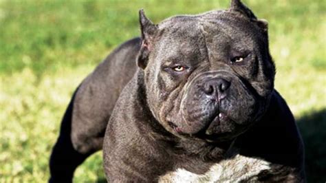 Top 25 most dangerous Dog breeds (With Pictures)