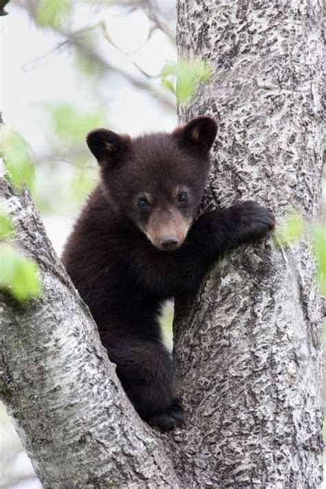 Cute baby bear climbing a tree. - http://animalfunnymemes.com/cute-baby-bear-climbing-a-tree ...