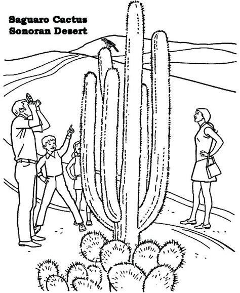 Sahara Desert Coloring Pages at GetColorings.com | Free printable colorings pages to print and color