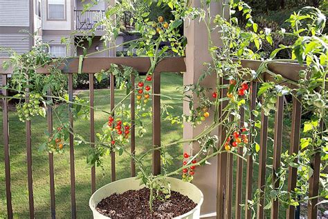 Growing Tomatoes in Pots | Bonnie Plants