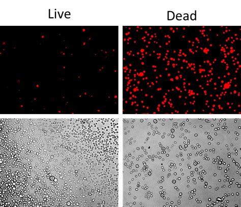 Live or Dead™ Fixable Dead Cell Staining Kit *Red Fluorescence* | AAT Bioquest