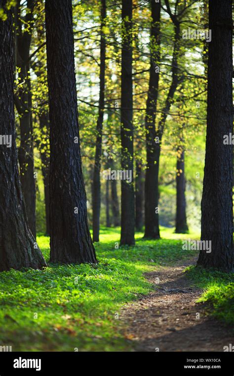 Spring Park nature background Stock Photo - Alamy