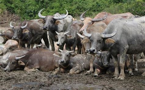 Swamp buffalo breeds of: A. Thale Noi buffalo (TBuf), and B. Kalang... | Download Scientific Diagram