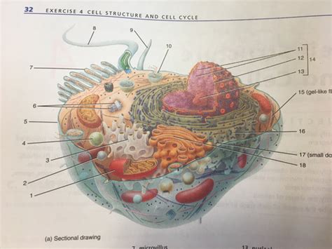 BIO-151 Chapter 3 Structure of Cytoplasm Diagram | Quizlet