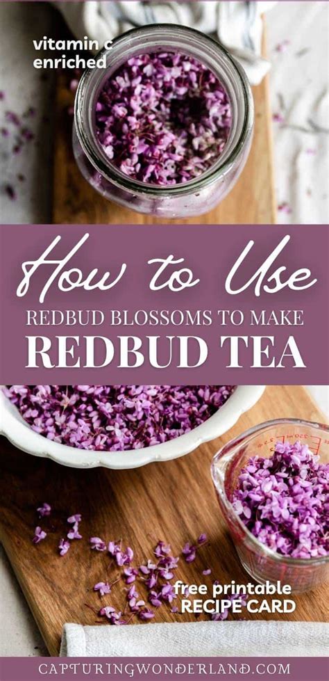 Redbud Blossom Tea: A Step-by-Step Guide to Brewing