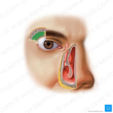 Lacrimal apparatus: Anatomy, parts & function | Kenhub