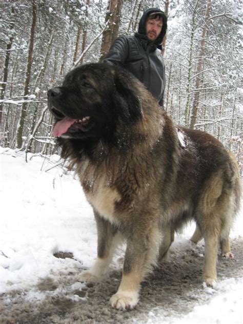 There is the fact that the Russian bear dog can grow as big as a tiger. There is no doubt in ...