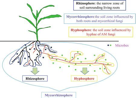 The Mycorrhizal Network: Interactions, Communication & Transport ...