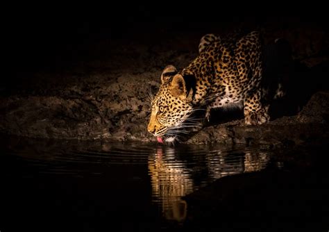 Tips to Photograph Wildlife on a Night Safari in Africa | Nature TTL