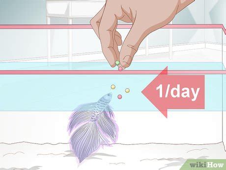 How to Feed a Betta Fish: 11 Steps (with Pictures) - wikiHow