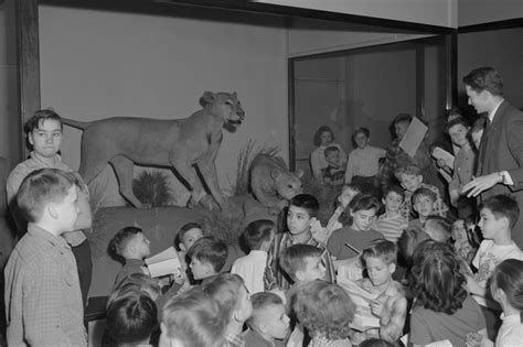 Tsavo Lions - Field Museum