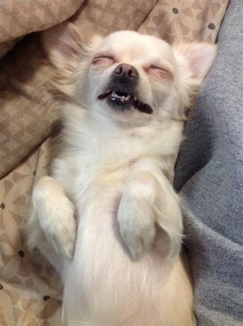 Sleeping Chihuahuas - I Love My Chi