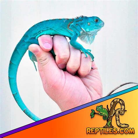 Rhino iguana care sheet | green iguana habitat | diet size lifespan