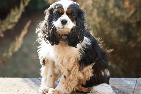 The Mini Cocker Spaniel: Everything You Need to Know