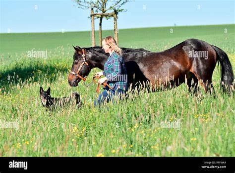 Breeding stallion hi-res stock photography and images - Alamy