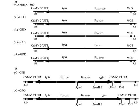 Plasmid constructs for transformation. A Construction plasmids by ...