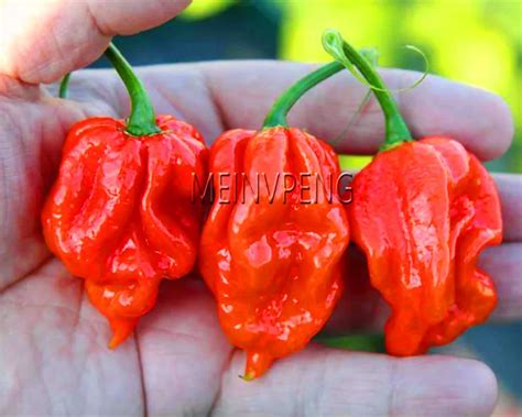 New Arrival!Trinidad Scorpion Hot Pepper bonsai ,Scorpion Moruga Pepper ...