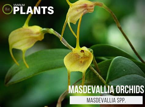 Masdevallia Spp. "Masdevallia Orchids" Plant Care Guide