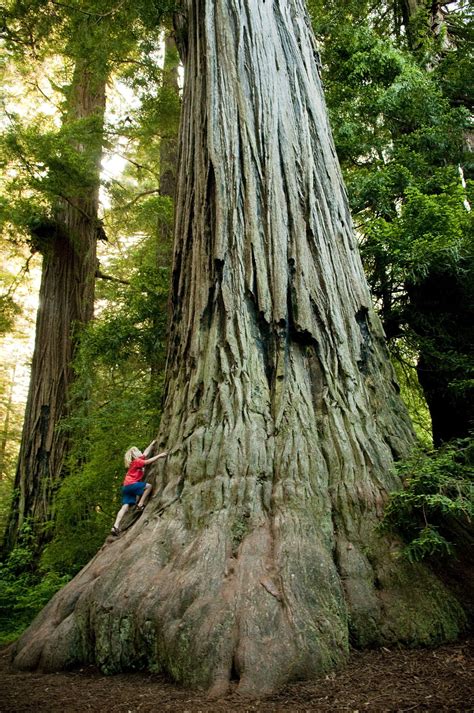 Forest bathing among California's redwoods | Redwood national and state ...