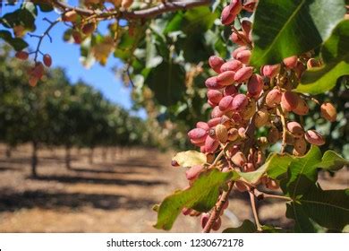 459 Pistachio Plantation Images, Stock Photos & Vectors | Shutterstock