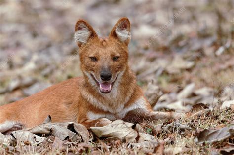 Indian wild dog - Stock Image - C056/9384 - Science Photo Library