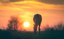 Horse Silhouette At Sunset Free Stock Photo - Public Domain Pictures