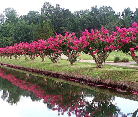 TONTO (8'-10' Watermelon Red Small Tree)