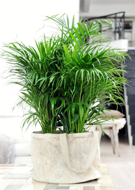 Top 10 plants to clean indoor air - which air purifying houseplants are ...