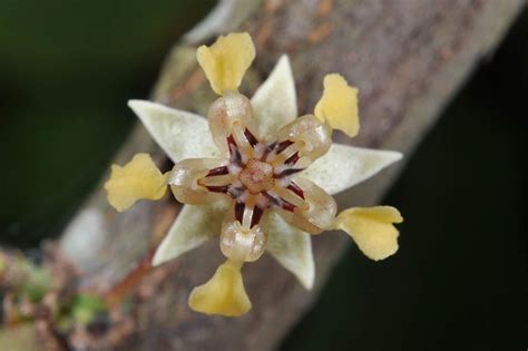 Le cacao à la Côte d'Ivoire: 1. Cocoa: Plant Anatomy and Morphology