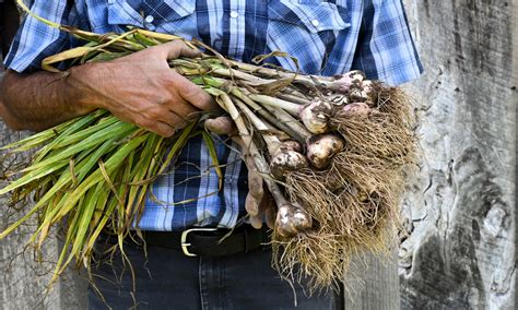 How To Plant And Harvest Your Best Garlic Crop | RareSeeds