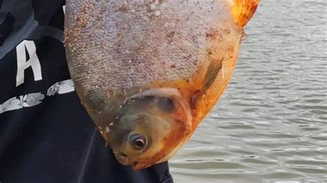 Pacu: Boy catches fish with 'human-like teeth' in an Oklahoma pond : NPR