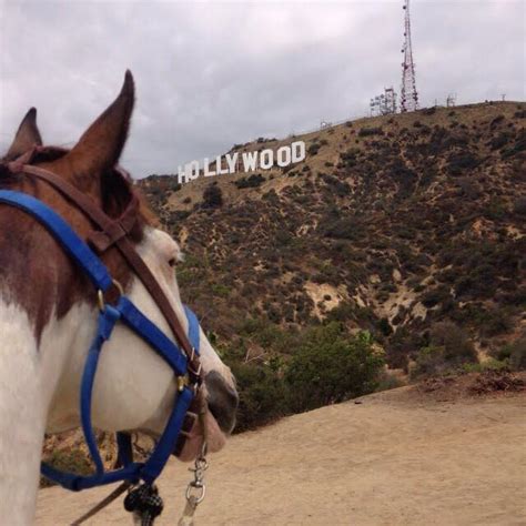 Best Places to View the Hollywood Sign - Horseback Riding