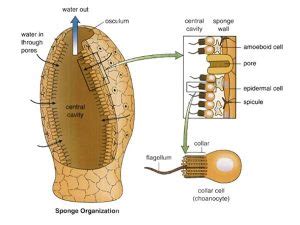 Sponge anatomy - Siren Diving Lembongan