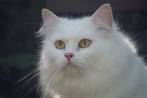 white persian cat free image | Peakpx