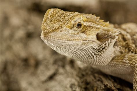 Bearded Dragons! | TroublePython | Flickr