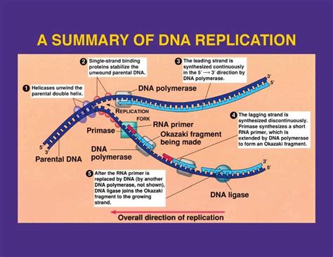 Dna Replication Bubble With Enzymes