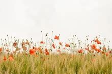Field Of Orange Flowers. Free Stock Photo - Public Domain Pictures