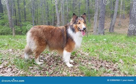 Rough Collie and Sheltie Mix Stock Photo - Image of rough, bread: 53886968