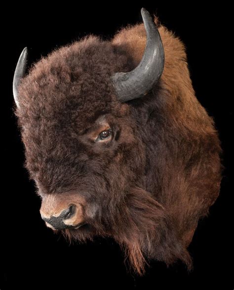 Buffalo Shoulder Mount Great quality American bison head mount. Hair in excellent condition ...