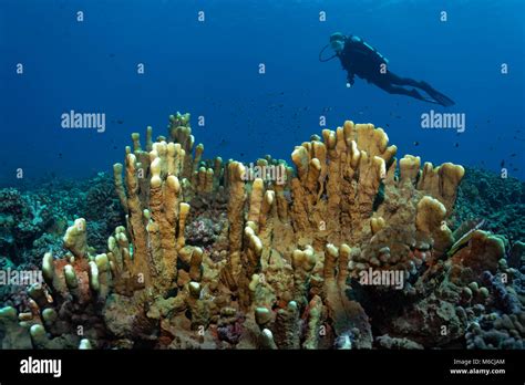 Fire coral millepora hi-res stock photography and images - Alamy