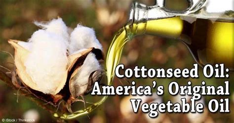 Cottonseed oil - Alchetron, The Free Social Encyclopedia