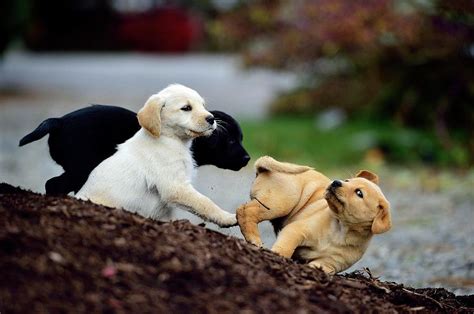 Close-up Of Puppies Playing Together Photograph by Beck Photography