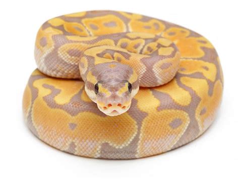 ball python morphs | Banana Ball - Morph List - World of Ball Pythons ...