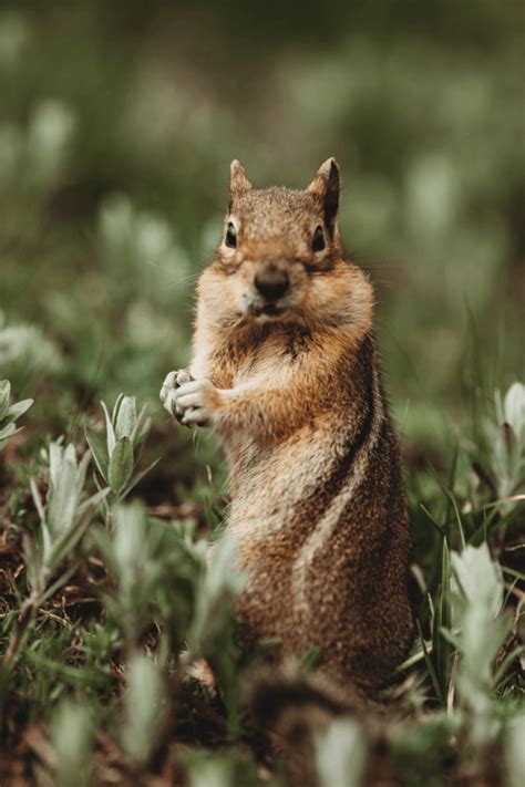 Humane Chipmunk Trapping Sevices - Varment Guard Wildlife Services