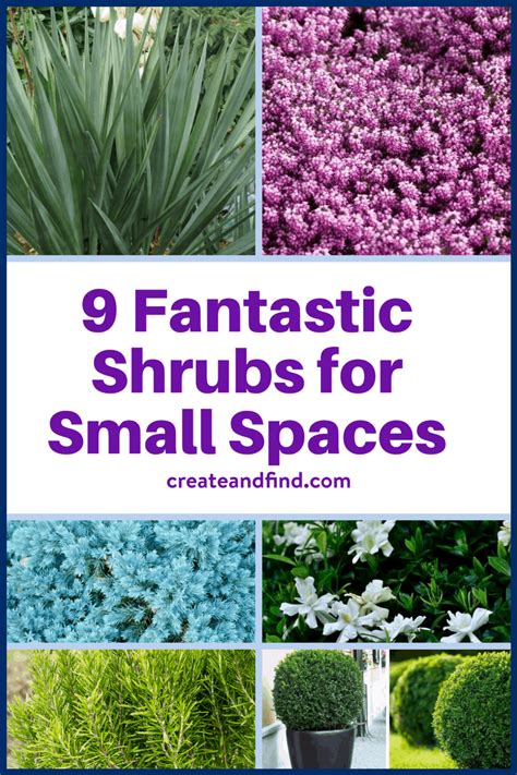 9 Fantastic Shrubs for Small Spaces